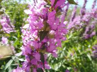 purple loosestrife (<em>Lythrum salicaria</em>)