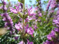 purple loosestrife (<em>Lythrum salicaria</em>)
