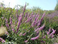 purple loosestrife (<em>Lythrum salicaria</em>)