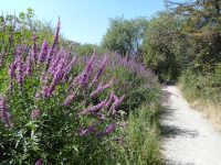 purple loosestrife (<em>Lythrum salicaria</em>)