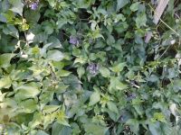 bittersweet, climbing nightshade (<em>Solanum dulcamara</em>)