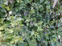 bittersweet, climbing nightshade (<em>Solanum dulcamara</em>)