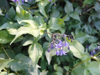 bittersweet, climbing nightshade (<em>Solanum dulcamara</em>)