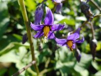 bittersweet, climbing nightshade (<em>Solanum dulcamara</em>)