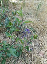 bittersweet, climbing nightshade (<em>Solanum dulcamara</em>)