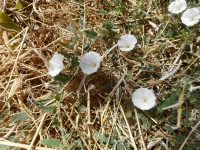 field bindweed, wild morning-glory (<em>Convolvulus arvensis</em>)