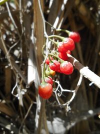 bittersweet, climbing nightshade (<em>Solanum dulcamara</em>)