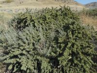 four-wing shadscale or saltbush (<em>Atriplex canescens var. canescens</em>)