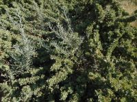 four-wing shadscale or saltbush (<em>Atriplex canescens var. canescens</em>)