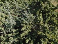 four-wing shadscale or saltbush (<em>Atriplex canescens var. canescens</em>)
