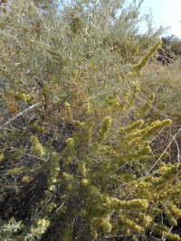 four-wing shadscale or saltbush (<em>Atriplex canescens var. canescens</em>)