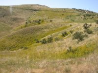 St. Johnswort, klamathweed (<em>Hypericum perforatum</em>)