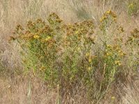 St. Johnswort, klamathweed (<em>Hypericum perforatum</em>)