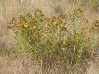 St. Johnswort, klamathweed (<em>Hypericum perforatum</em>)