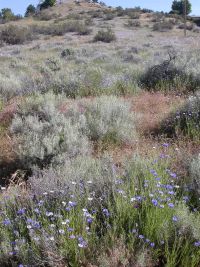 bachelor buttons, cornflower (<em>Centaurea cyanus</em>)