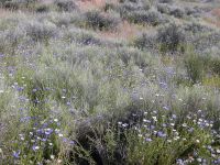 bachelor buttons, cornflower (<em>Centaurea cyanus</em>)