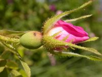 eglantine, sweetbrier rose (<em>Rosa rubiginosa</em>)