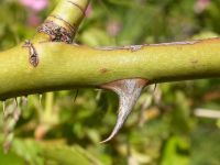 Curved prickle of non-native rose