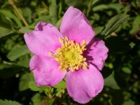 interior or Wood's rose (<em>Rosa woodsii ssp. ultramontana</em>)