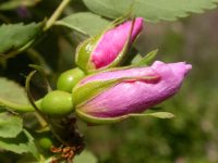 interior or Wood's rose (<em>Rosa woodsii ssp. ultramontana</em>)