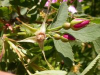 interior or Wood's rose (<em>Rosa woodsii ssp. ultramontana</em>)