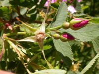 interior or Wood's rose (<em>Rosa woodsii ssp. ultramontana</em>)