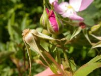 interior or Wood's rose (<em>Rosa woodsii ssp. ultramontana</em>)