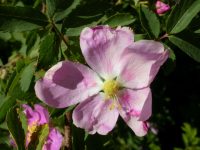 interior or Wood's rose (<em>Rosa woodsii ssp. ultramontana</em>)