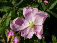 interior or Wood's rose (<em>Rosa woodsii ssp. ultramontana</em>)