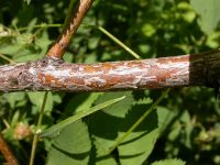 interior or Wood's rose (<em>Rosa woodsii ssp. ultramontana</em>)