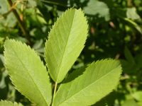 interior or Wood's rose (<em>Rosa woodsii ssp. ultramontana</em>)