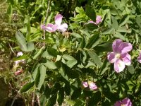 interior or Wood's rose (<em>Rosa woodsii ssp. ultramontana</em>)