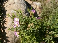 interior or Wood's rose (<em>Rosa woodsii ssp. ultramontana</em>)