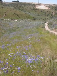 bachelor buttons, cornflower (<em>Centaurea cyanus</em>)