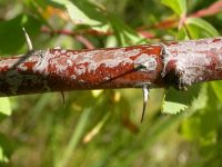 interior or Wood's rose (<em>Rosa woodsii ssp. ultramontana</em>)