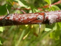 interior or Wood's rose (<em>Rosa woodsii ssp. ultramontana</em>)