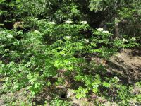 Rocky Mountain mountain-ash (<em>Sorbus scopulina var. scopulina</em>)