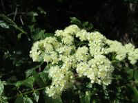 Rocky Mountain mountain-ash (<em>Sorbus scopulina var. scopulina</em>)