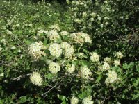 mallowleaf ninebark (<em>Physocarpus malvaceus</em>)