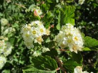 mallowleaf ninebark (<em>Physocarpus malvaceus</em>)