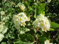 mallowleaf ninebark (<em>Physocarpus malvaceus</em>)