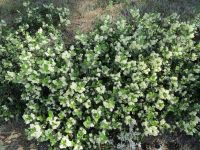 snowbrush ceanothus, sticky-laurel, mountain balm, tobacco-bush (<em>Ceanothus velutinus var. velutinus</em>)