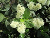 snowbrush ceanothus, sticky-laurel, mountain balm, tobacco-bush (<em>Ceanothus velutinus var. velutinus</em>)