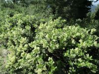 snowbrush ceanothus, sticky-laurel, mountain balm, tobacco-bush (<em>Ceanothus velutinus var. velutinus</em>)