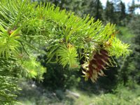 Douglas-fir (<em>Pseudotsuga menziesii var. glauca</em>)
