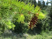 Douglas-fir (<em>Pseudotsuga menziesii var. glauca</em>)