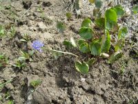 mountain kittentails (<em>Synthyris missurica ssp. missurica</em>)