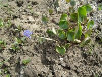 mountain kittentails (<em>Synthyris missurica ssp. missurica</em>)