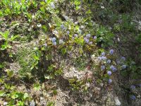 mountain kittentails (<em>Synthyris missurica ssp. missurica</em>)