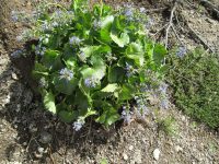 mountain kittentails (<em>Synthyris missurica ssp. missurica</em>)